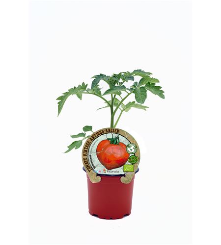 Tomate Valenciano M-10,5 Solanum lycopersicum - 02033001