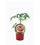 Tomate Negro Ruso M-10,5 Solanum lycopersicum - 02033002 (1)