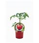 Tomate Malinowy Retro M-10,5 Solanum lycopersicum - 02033003