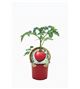 Tomate Malinowy Retro M-10,5 Solanum lycopersicum - 02033003 (1)