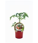 Tomate Black Ruffles M-10,5 Solanum lycopersicum