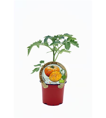 Tomate Ananas M-10,5 Solanum lycopersicum - 02033005