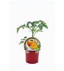 Tomate Ananas M-10,5 Solanum lycopersicum