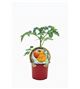 Tomate Ananas M-10,5 Solanum lycopersicum - 02033005 (1)