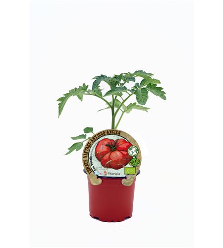 Tomate Feo Tudela M-10,5 Solanum lycopersicum - 02033007