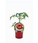 Tomate Feo Tudela M-10,5 Solanum lycopersicum