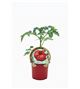 Tomate Feo Tudela M-10,5 Solanum lycopersicum - 02033007 (1)