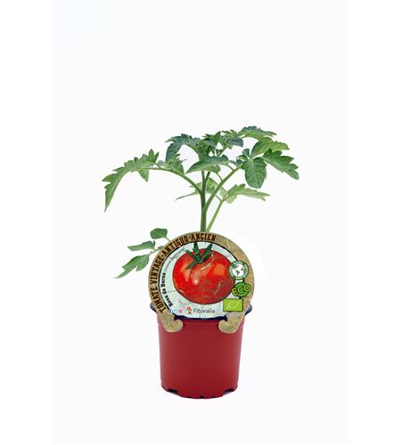 Tomate Rosa de Berna M-10,5 Solanum lycopersicum - 02033008