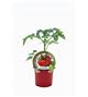 Tomate Costoluto Genovese M-10,5 Solanum lycopersicum - 02033009