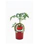 Tomate Costoluto Genovese M-10,5 Solanum lycopersicum - 02033009 (1)