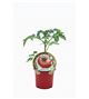 Tomate Brandywine M-10,5 Solanum lycopersicum - 02033010 (1)