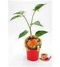 Picante Habanero Naranja M-10,5 Capsicum chinense
