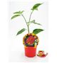Picante Buth Jolokia Red M-10,5 Capsicum chinense - 02028021 (1)