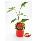 Picante Buth Jolokia Red M-10,5 Capsicum chinense