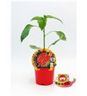Picante Jay´s Red Scorpion Ghost M-10,5 Capsicum chinense